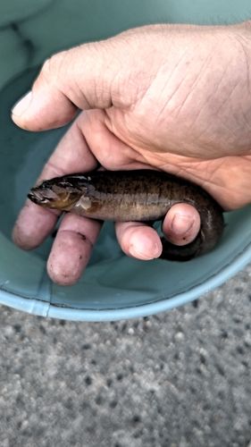 ギンポの釣果
