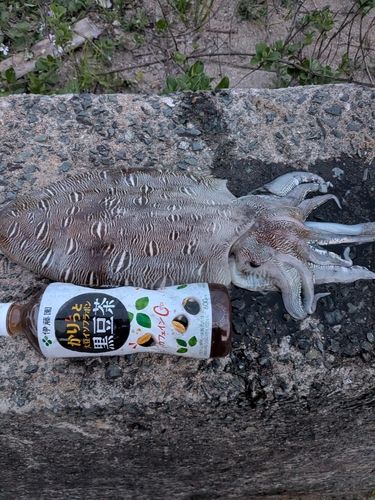 コウイカの釣果