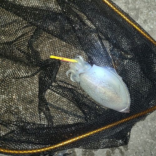 コウイカの釣果