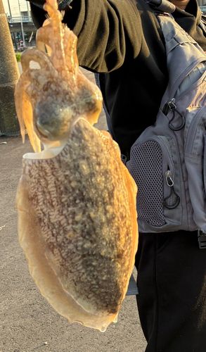 コウイカの釣果