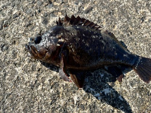 ムラソイの釣果