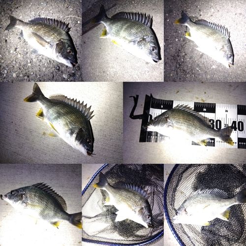 キビレの釣果