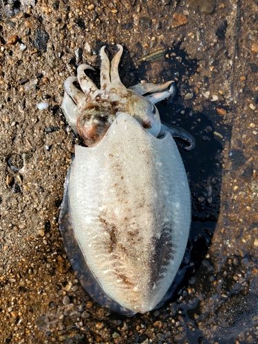 コウイカの釣果