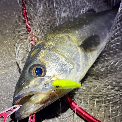 フッコ（マルスズキ）の釣果