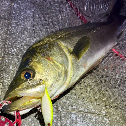 フッコ（マルスズキ）の釣果