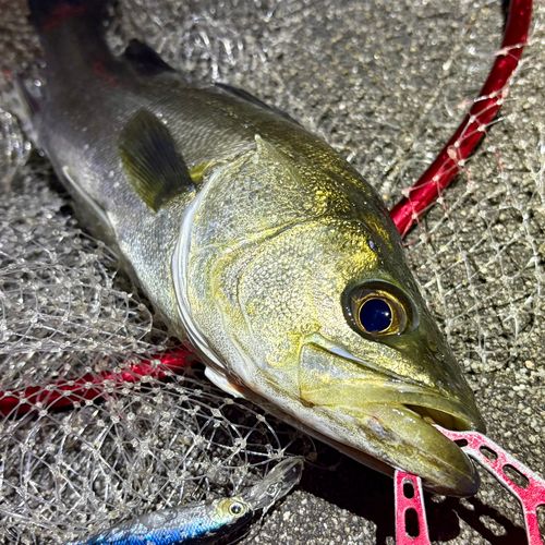 フッコ（マルスズキ）の釣果