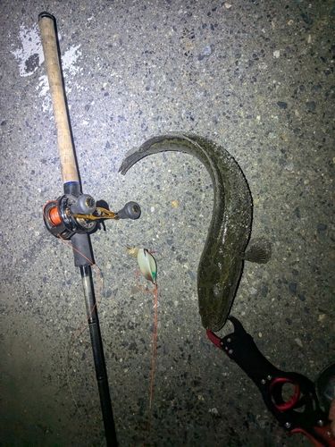 ライギョの釣果