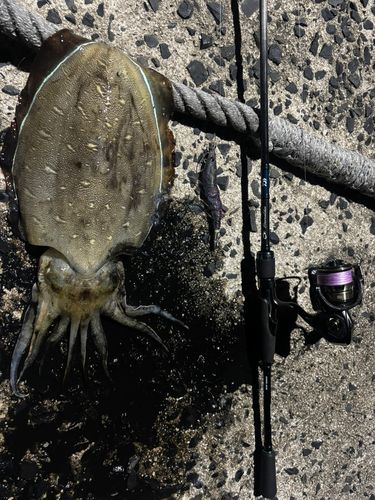 コウイカの釣果