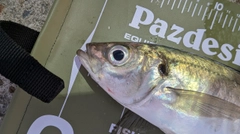 マアジの釣果