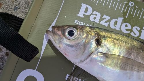 マアジの釣果