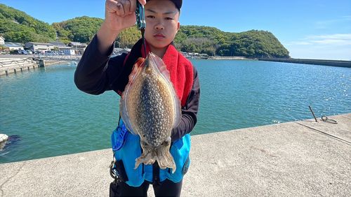 コウイカの釣果