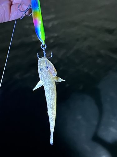 ハゼの釣果