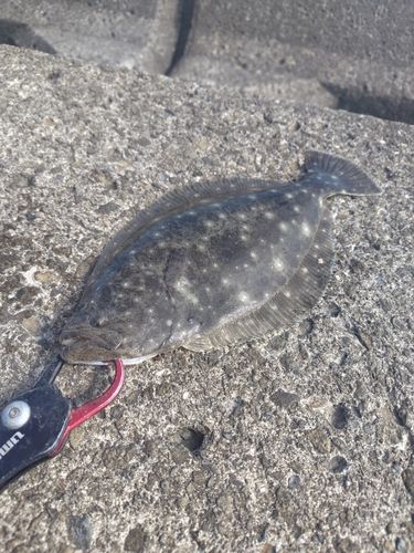 ソゲの釣果