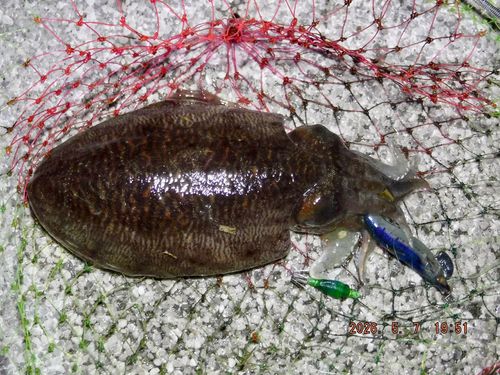 コウイカの釣果