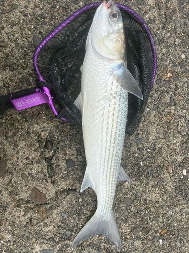 ボラの釣果