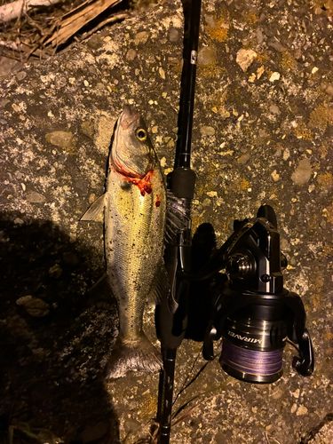 スズキの釣果