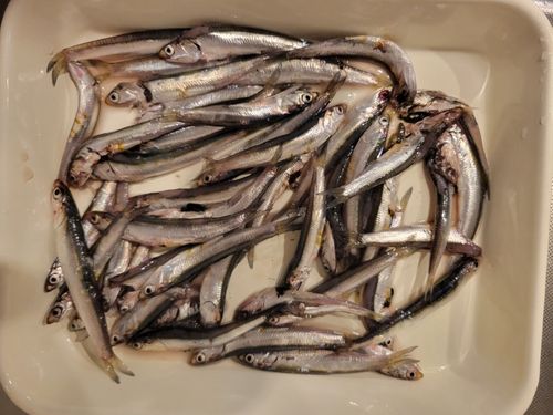 カタクチイワシの釣果