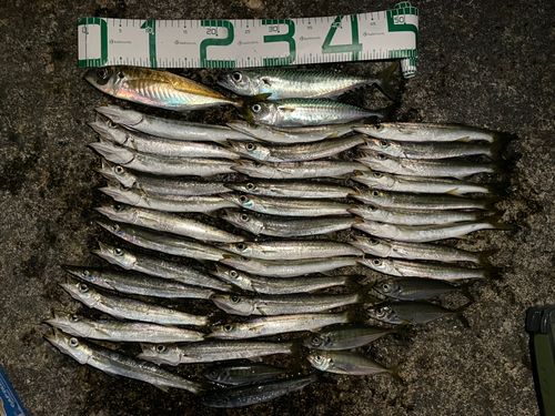 カマスの釣果