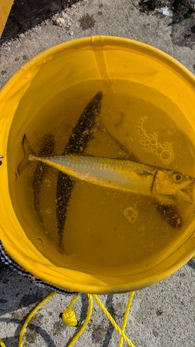 ハゼの釣果