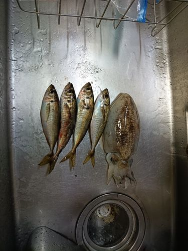 アジの釣果