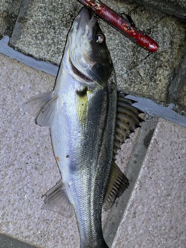 セイゴ（マルスズキ）の釣果