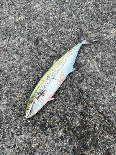 サゴシの釣果