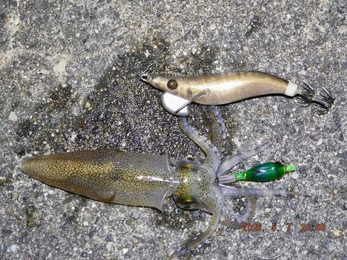 ヒイカの釣果
