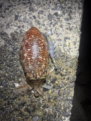 コウイカの釣果