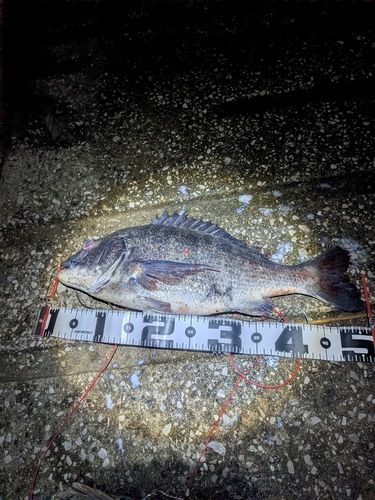 チヌの釣果