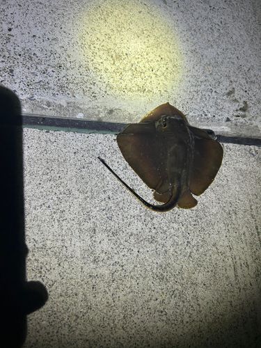 アカエイの釣果