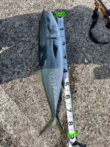 ブリの釣果
