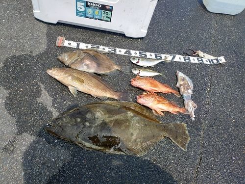 ヒラメの釣果