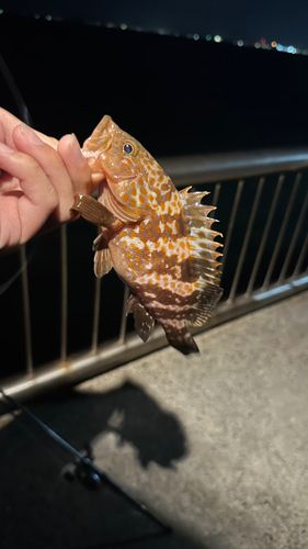 キジハタの釣果