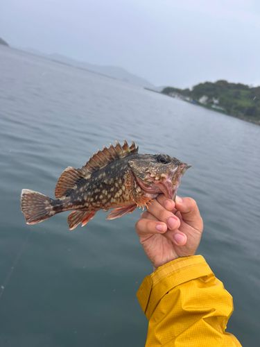 ガシラの釣果