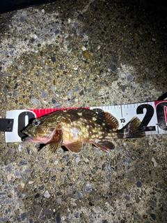 カサゴの釣果