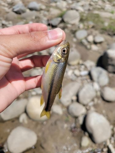 カワムツの釣果