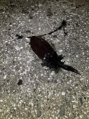 コウイカの釣果