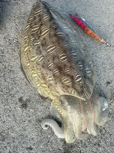 コウイカの釣果