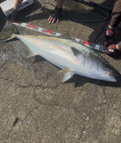 ブリの釣果