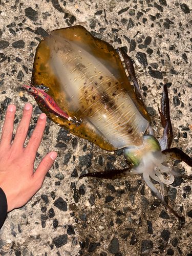 アオリイカの釣果