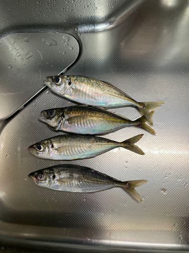 アジの釣果