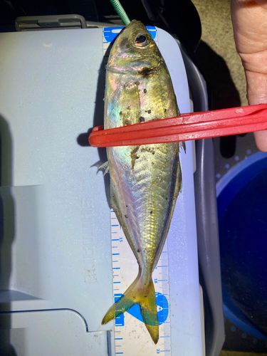 マアジの釣果