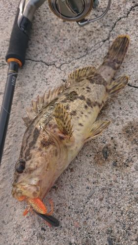 タケノコメバルの釣果