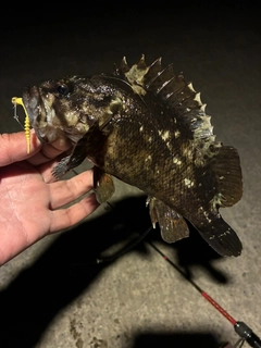 クロソイの釣果