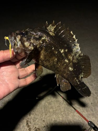 クロソイの釣果