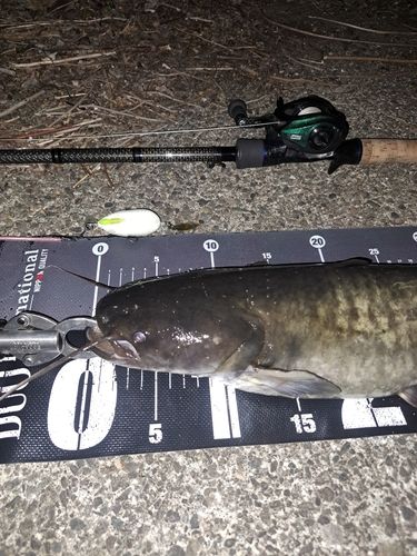 ナマズの釣果