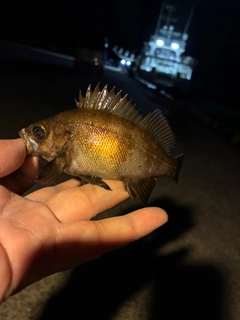 メバルの釣果