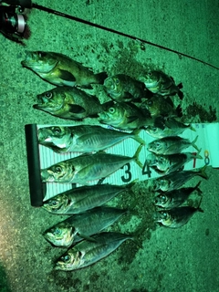 メバルの釣果