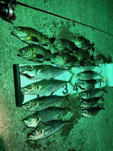 メバルの釣果