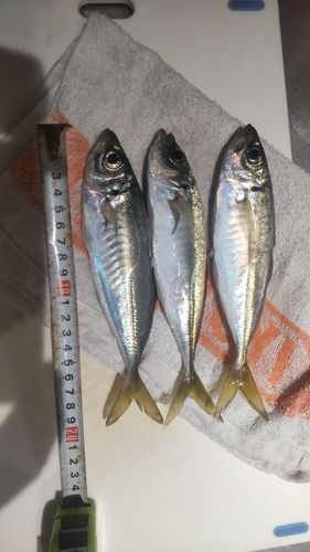 アジの釣果